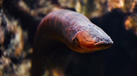 Seeking magical eels